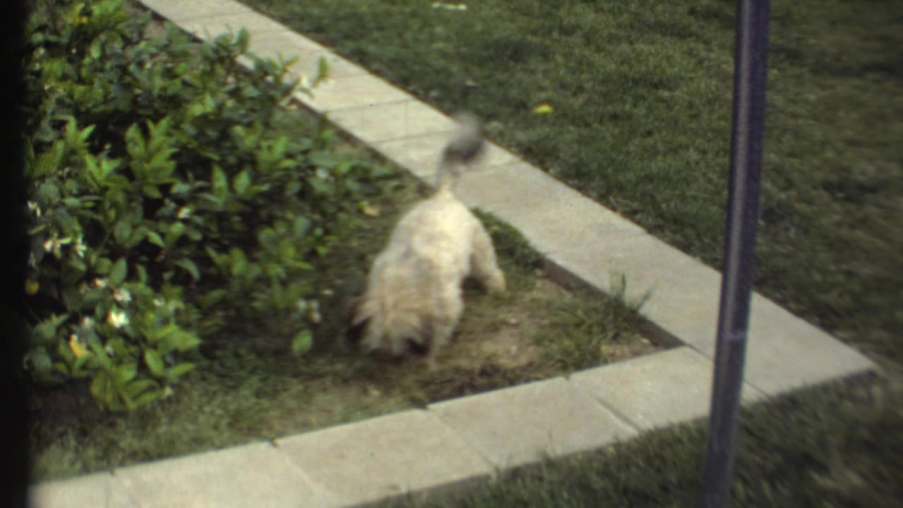 Small light-colored dog facing away near shrubs and a paved border.