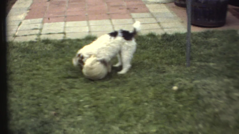 Two small dogs play on a backyard lawn, with one standing and one rolling, in soft 1972 8mm footage.