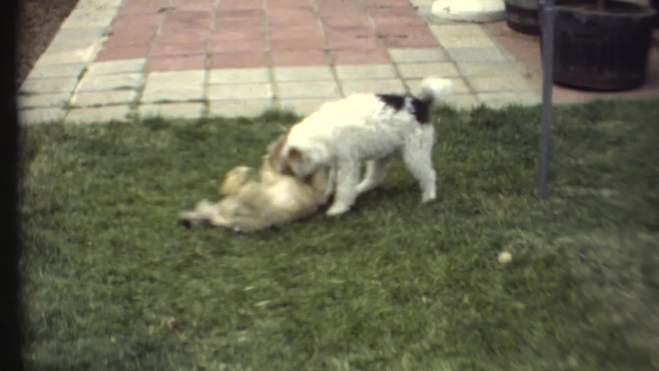 Two small dogs continue playing on a residential lawn, with patio pavers and a post visible behind them.