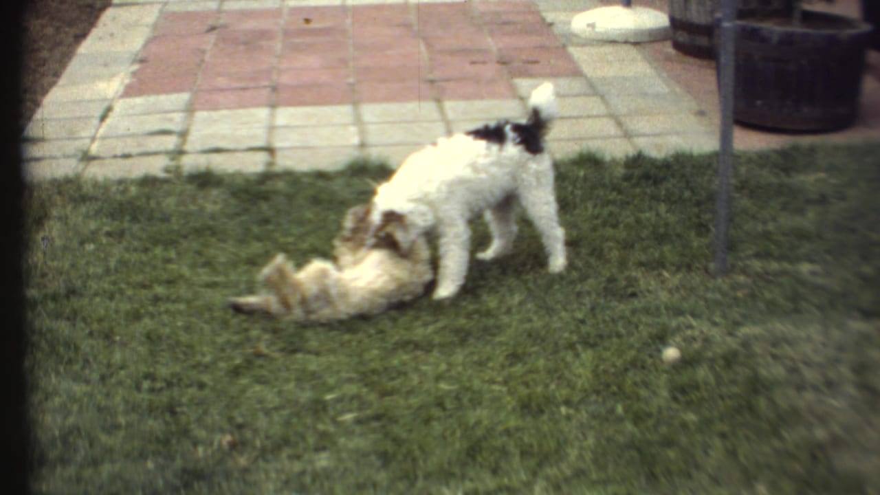 Two small dogs wrestle on a green lawn beside a tiled patio.