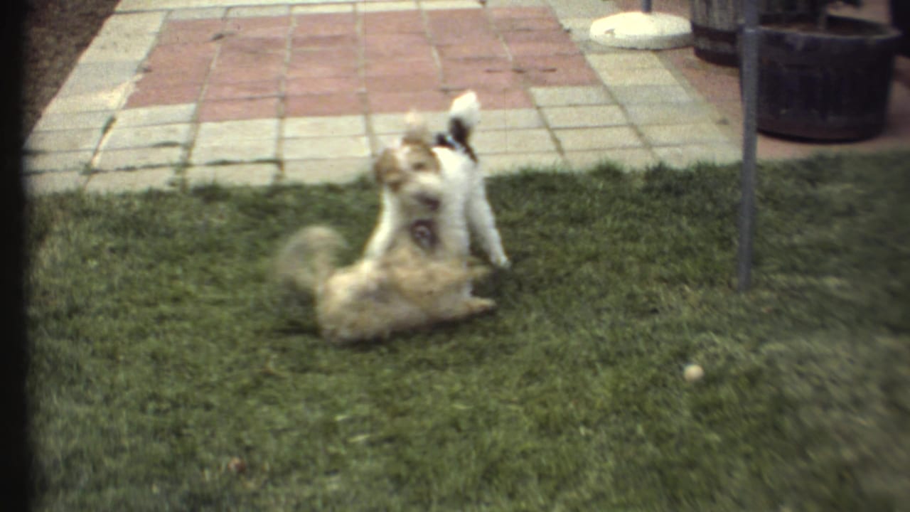 A white and black small dog stands over a light-colored dog rolling on the lawn, with patio tiles and a planter behind them.