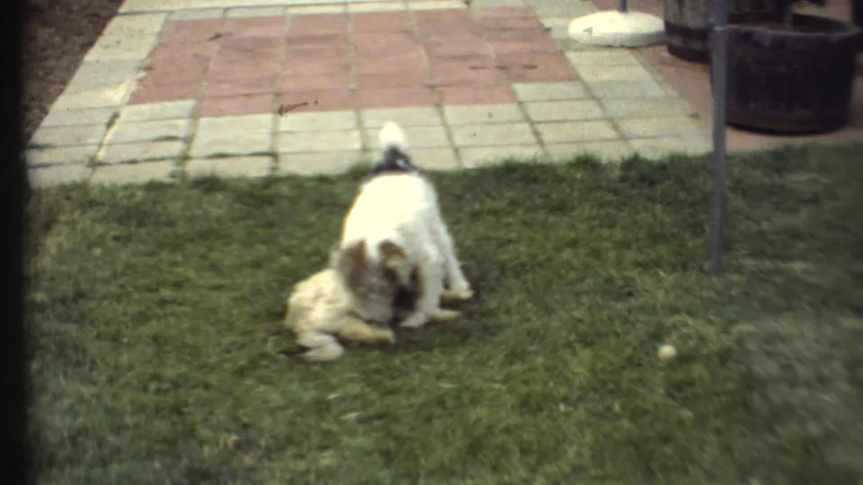 The white and black dog bends over the lighter dog on the lawn, with tiled patio blocks visible in the background.
