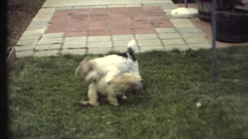 Two small dogs move in a blurred wrestling moment on a green lawn, with patio tiles and a planter in the background.