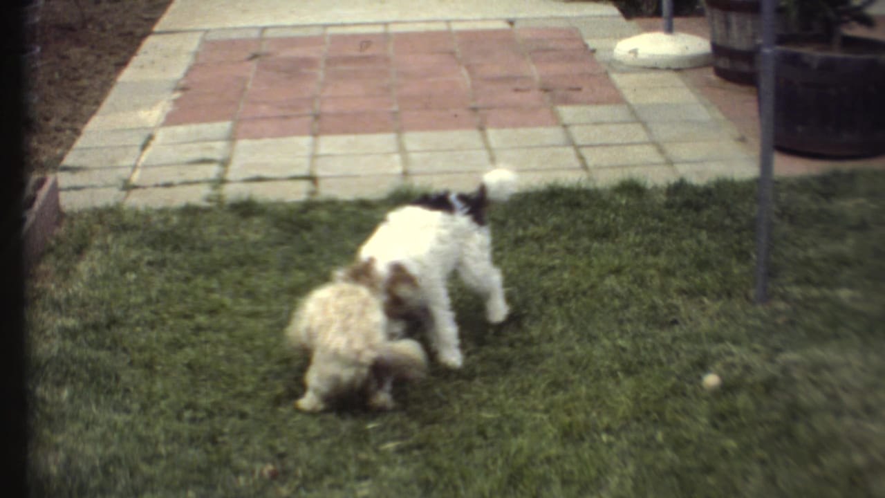 Two small dogs wrestle on a backyard lawn beside patio pavers and brick edging.
