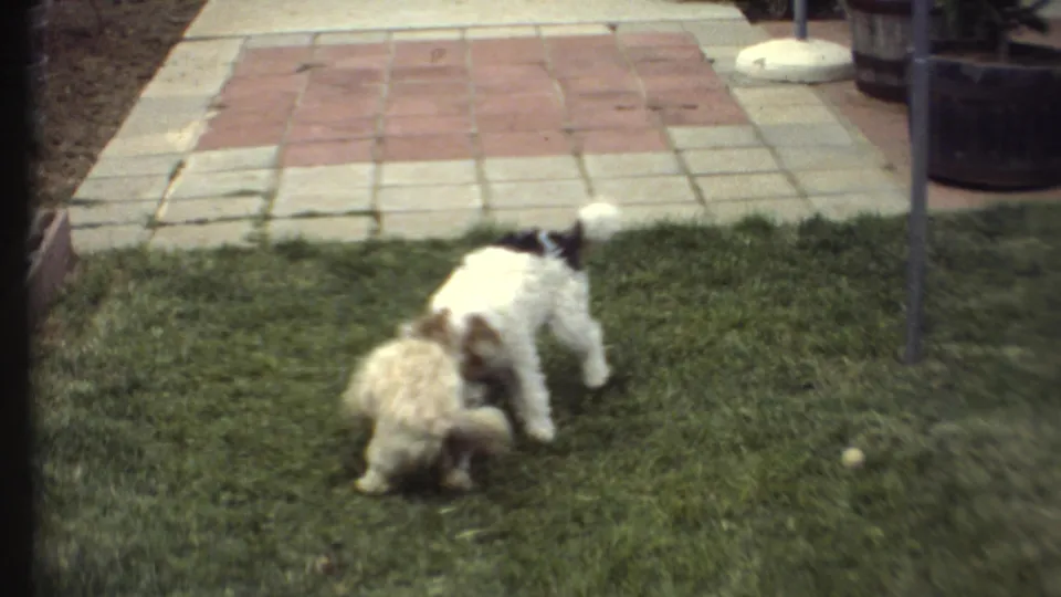 In 1972 home-movie footage from Grand Canyon, Arizona, two small dogs play on a grassy backyard near patio pavers and a low brick border.