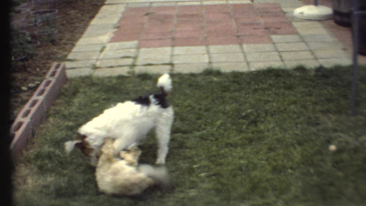 A white dog stands over a fluffy light-colored dog rolling on the grass.