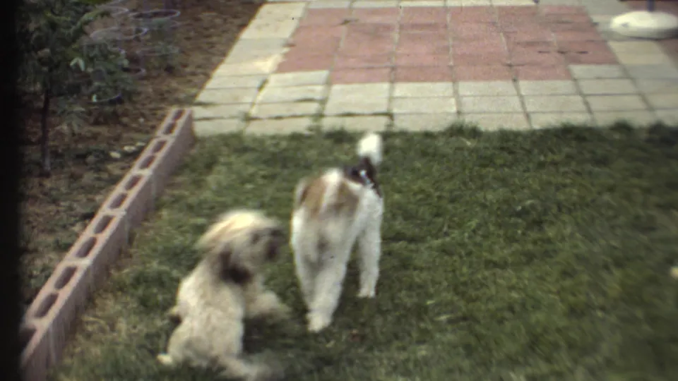 The two dogs pause or reposition on the backyard lawn, with the brick edging and patio pavers visible behind them.