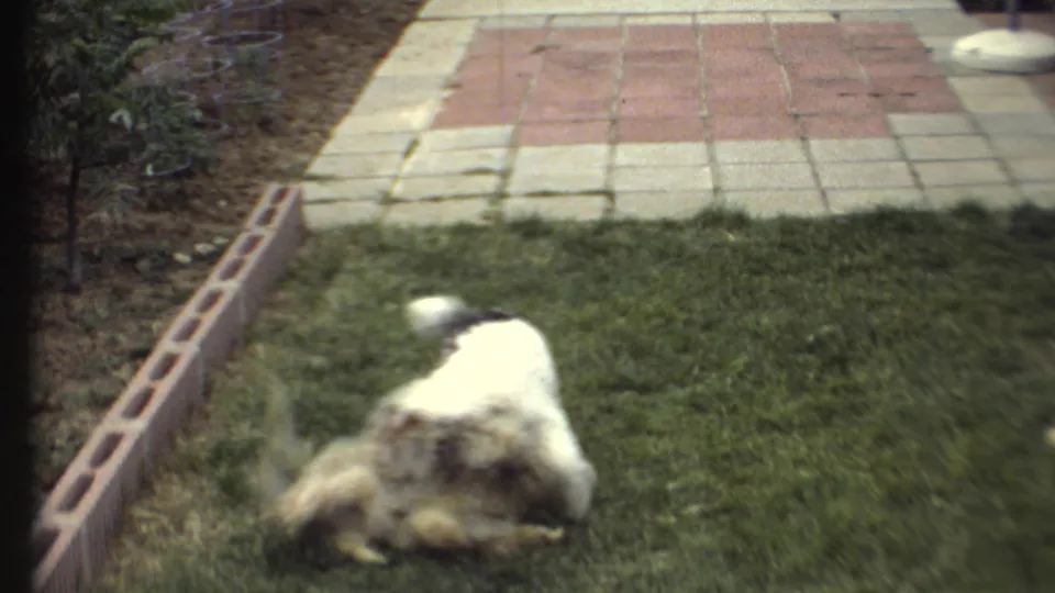 The dogs continue wrestling on the grass in a soft, grainy 8mm frame with patio pavers and garden edging nearby.