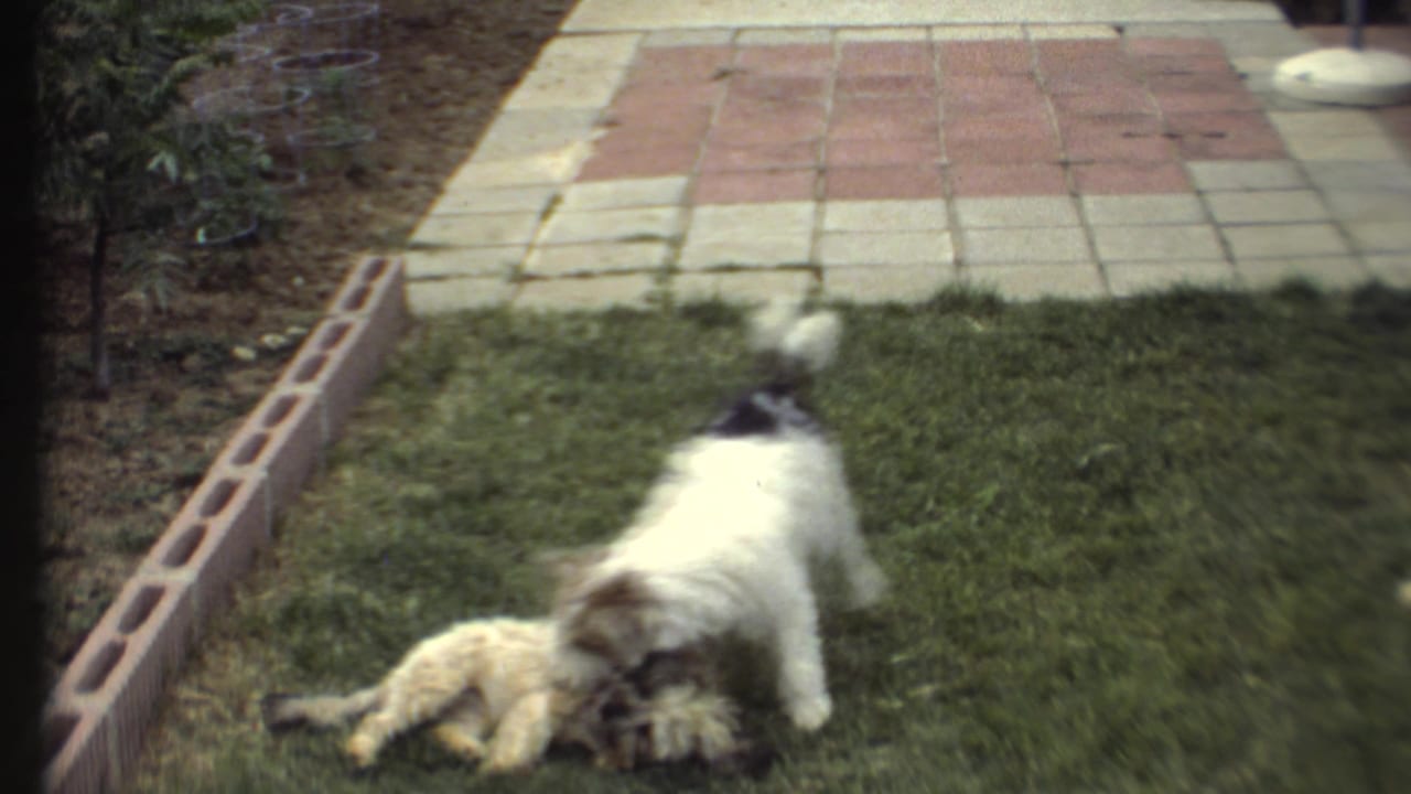 Two small dogs wrestle on a grassy lawn beside a low brick border and tiled patio.