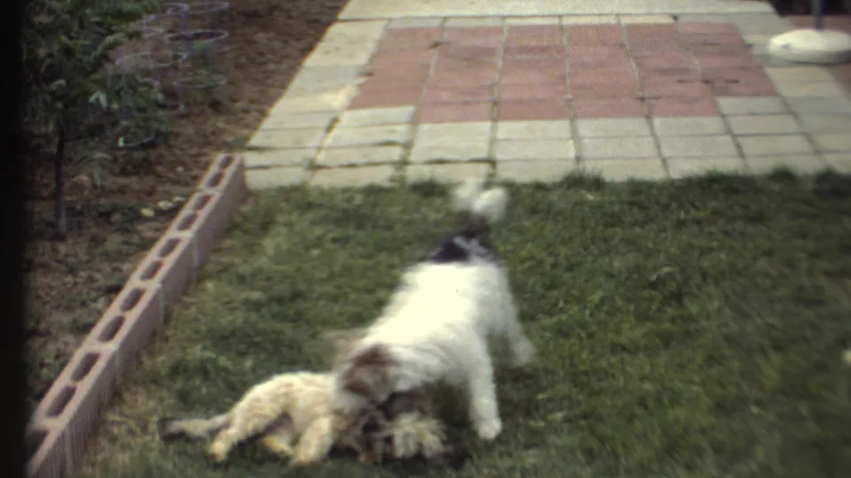 In 1972 8mm home-movie footage from the supplied Arizona context, two small dogs play on a backyard lawn near brick edging and patio tiles.