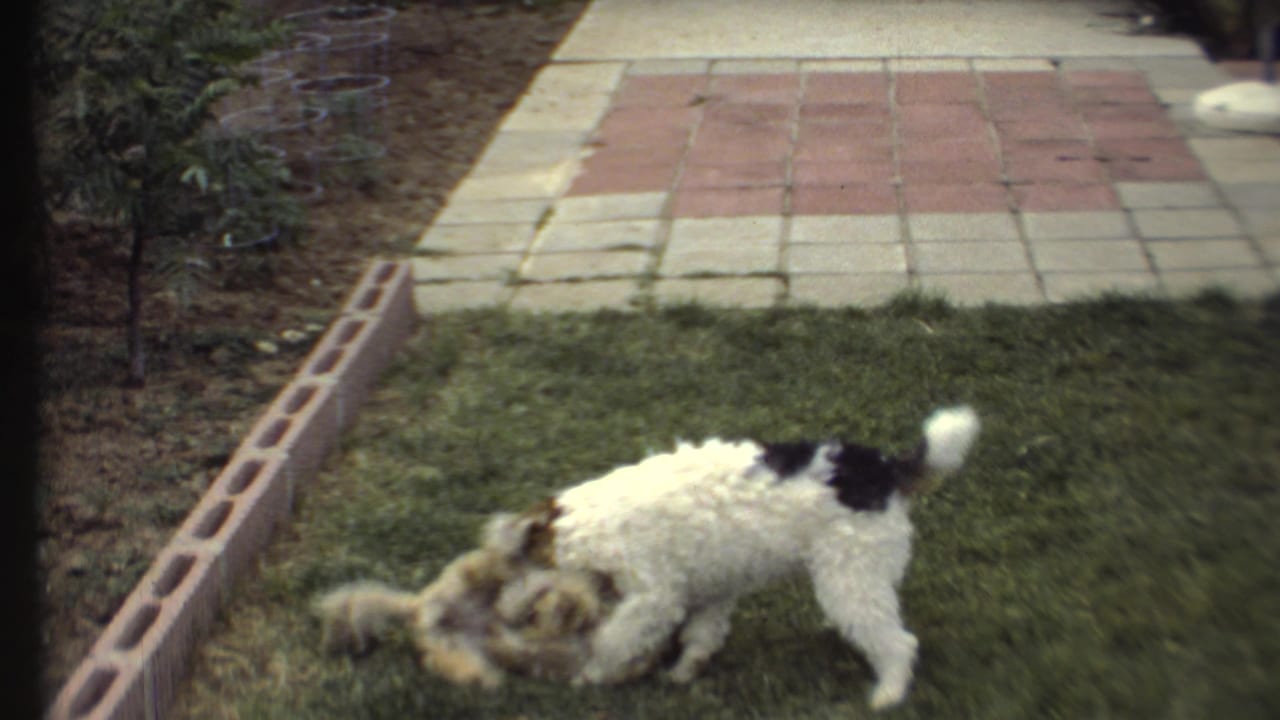 A white dog with black markings circles a smaller light-colored dog on the grass.