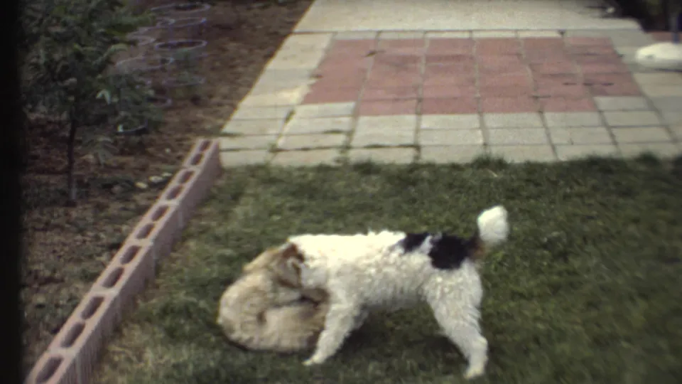 Two small dogs remain locked in play near the brick lawn edge, with patio paving and garden planting visible behind them.