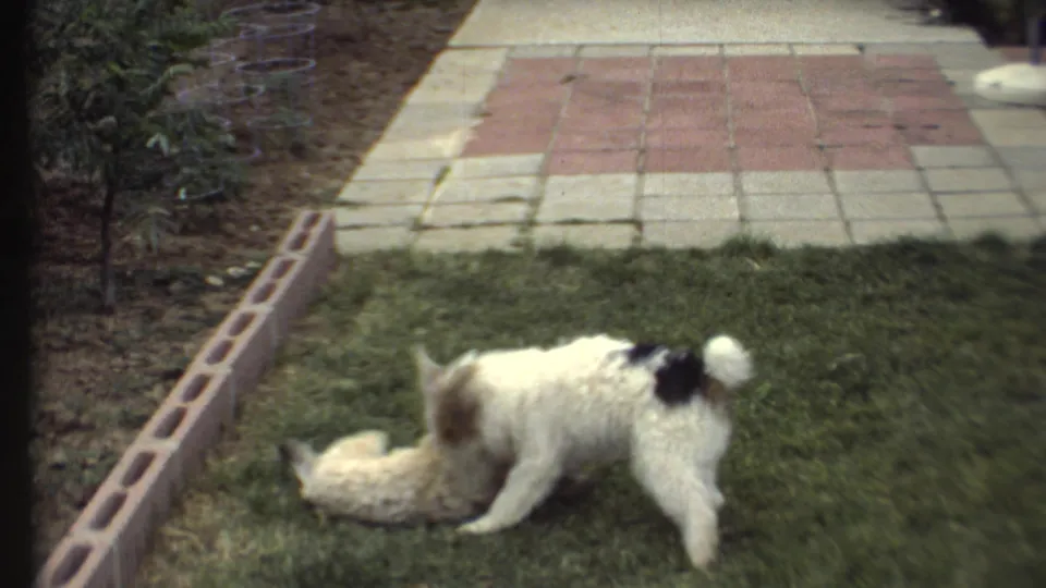 At the end of the clip, the white dog stands over the smaller dog on the lawn, with tiled patio and brick edging still visible.