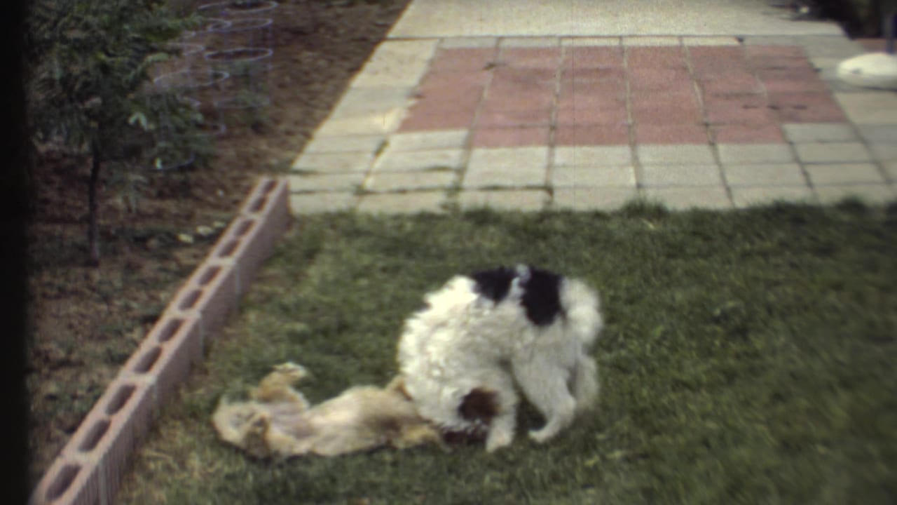 Two dogs wrestle on grass beside a brick garden border and tiled walkway.