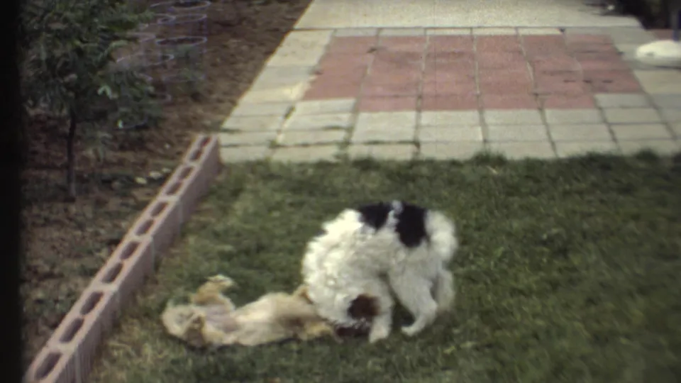In 1972 home-movie footage from Grand Canyon, Arizona, a black-and-white dog and a tan dog play on grass near a brick-edged garden and walkway.