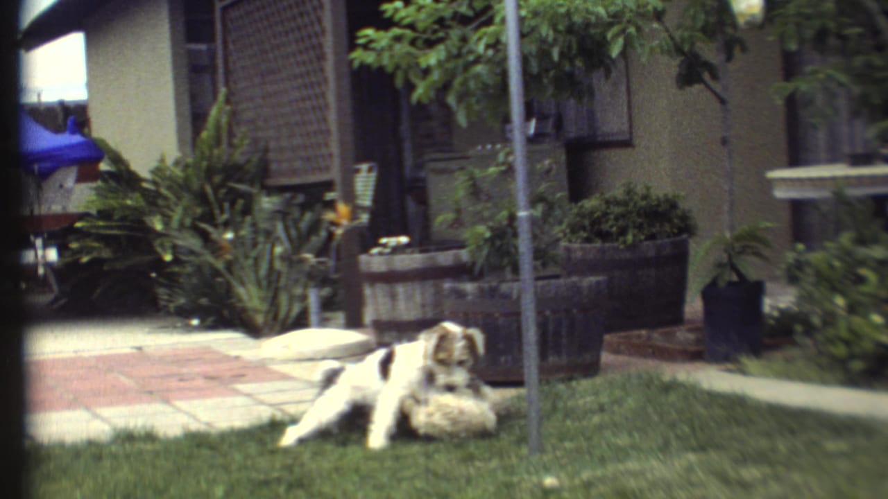 The dogs pause on a green yard near a tiled walkway, house exterior, potted plants, and a metal pole in the 1972 Arizona home-movie clip.