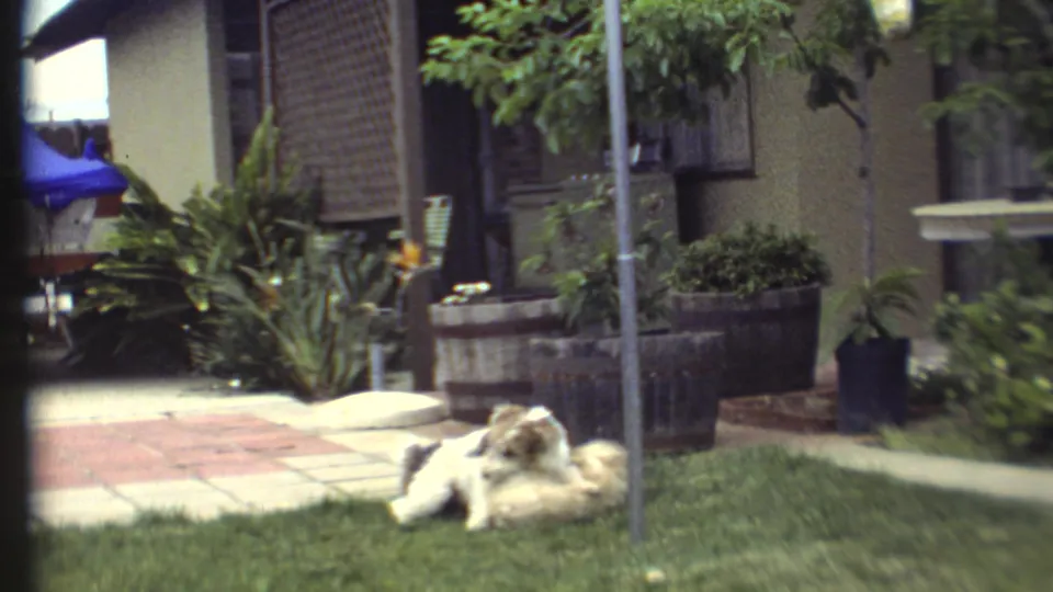 A tan dog and a black-and-white dog continue playing low on the lawn, with the house wall, walkway, planters, and pole behind them.