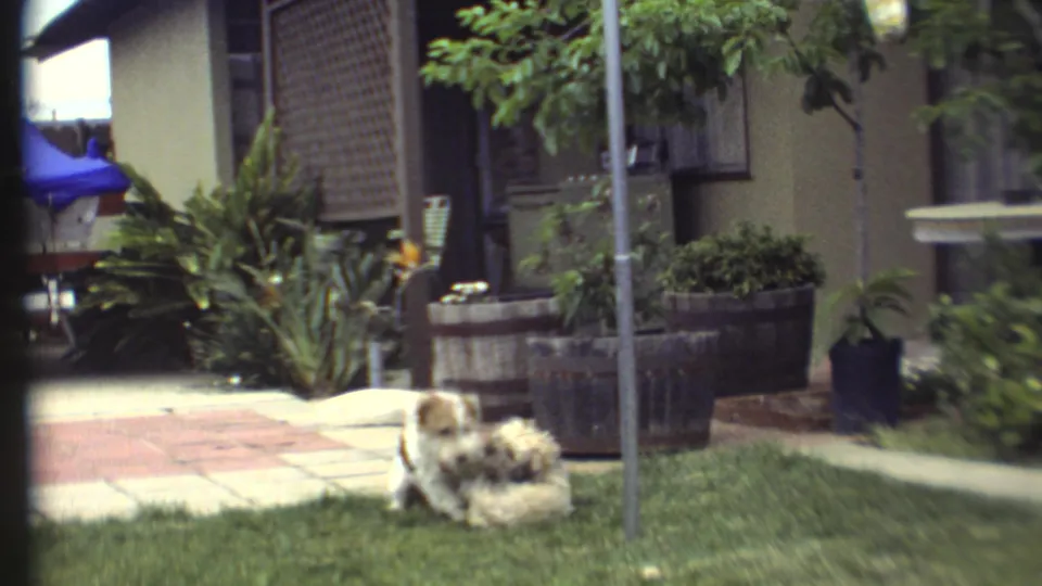 Near the end of the 1972 8mm clip, the two dogs bunch together on the lawn beside the tiled path, house exterior, plants, and metal pole.