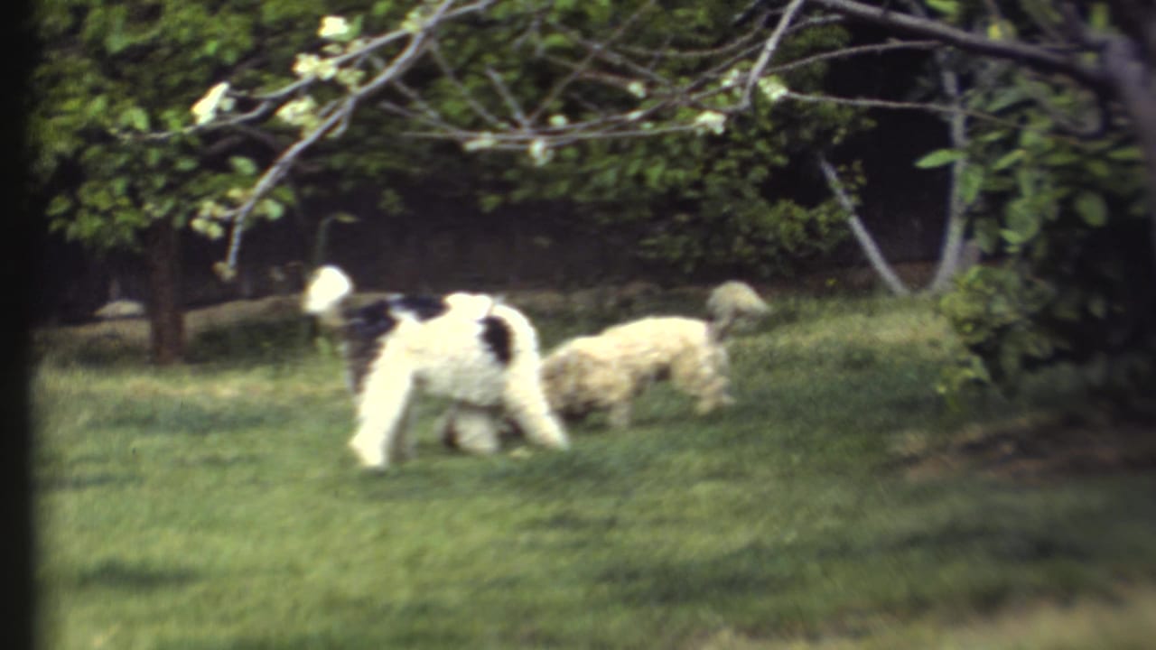 Two dogs stand and dig in a grassy yard beneath leafy trees.