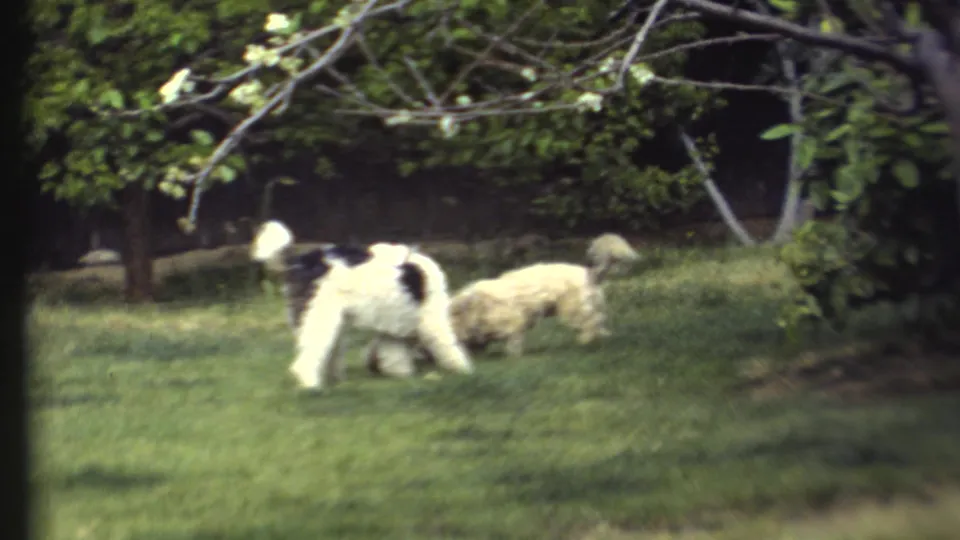 In 1972 8mm home-movie footage from the Grand Canyon, Arizona area, two dogs play and dig on a green lawn.