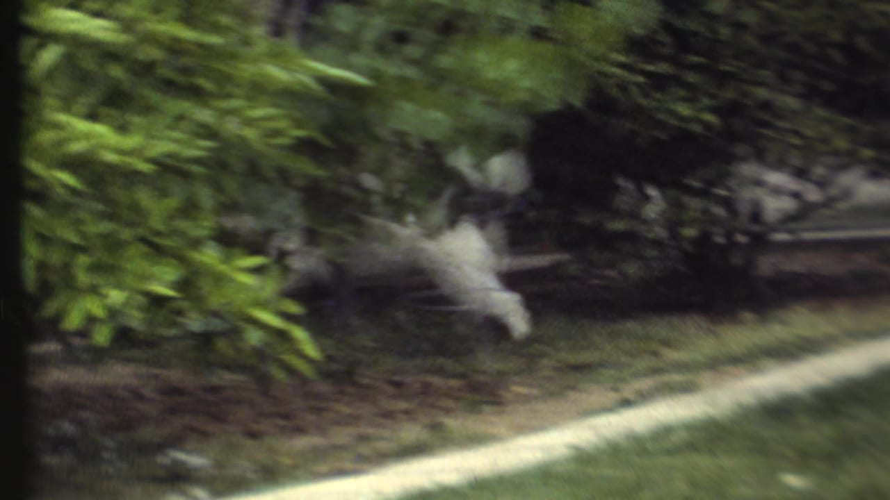 A light-colored dog runs near bushes along the edge of a lawn.