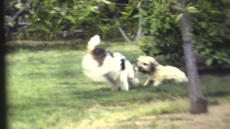 Two dogs interact on a green lawn, with shrubs and a tree trunk behind them in 1972 8mm home-movie footage.