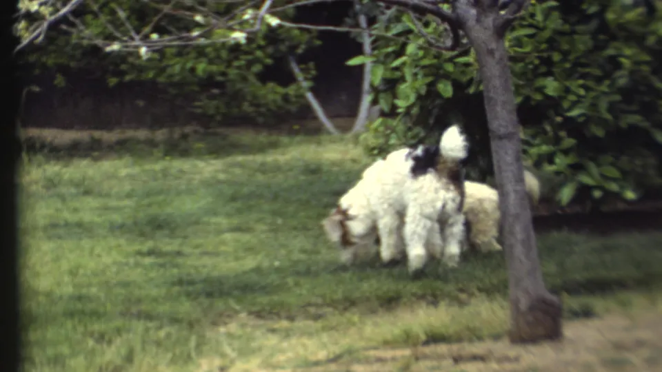 The dogs stand close together by a tree and shrubs in a softly focused 1972 8mm backyard scene.