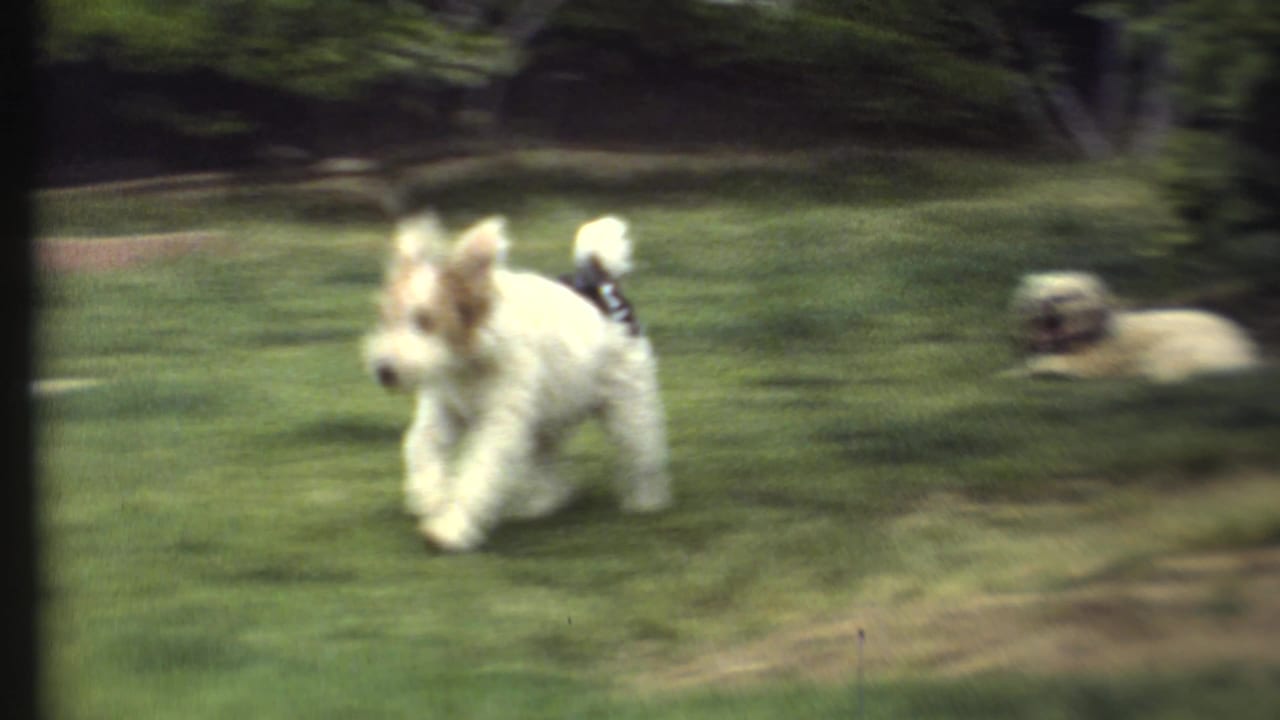 Small white and brown dog running across a grassy garden with shrubs behind it.