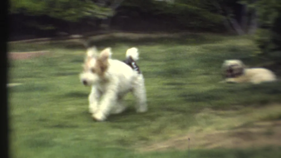 In this 1972 8mm home-movie frame, a small white and brown dog runs across a green garden lawn in Grand Canyon, Arizona.