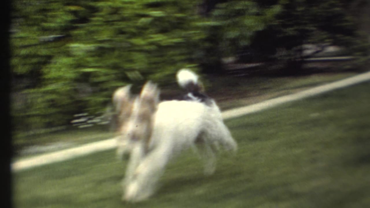 Small dog moving quickly across grass near a pale garden edge and dense shrubs.