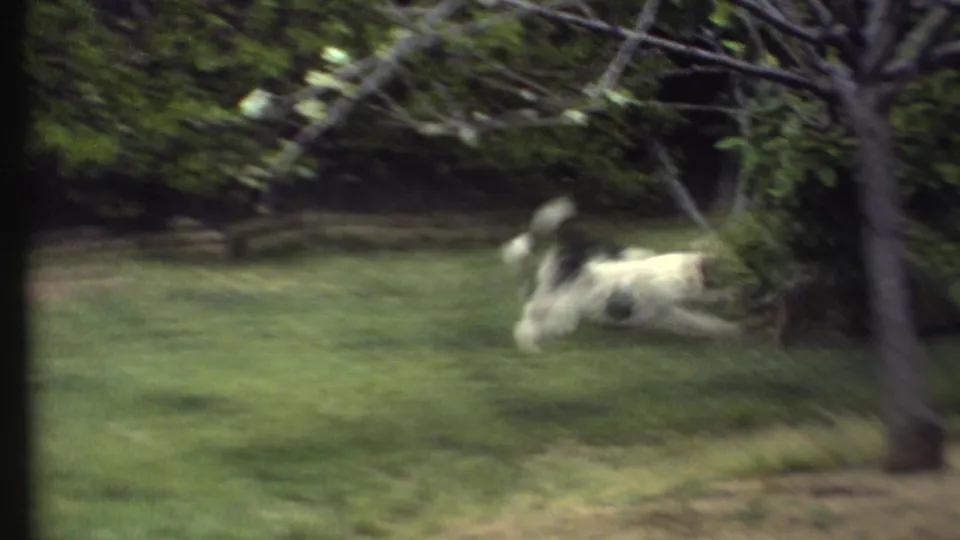 The dog races across the lawn beside garden trees and shrubs, seen through soft 8mm motion blur in the 1972 footage.