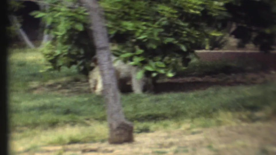 A small dog stands or moves near a tree trunk and shrubs in the garden, partly hidden by foliage in this 1972 8mm frame.