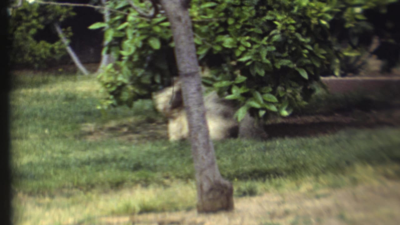 Two shaggy dogs play on a grassy lawn near a tree trunk and leafy shrubs.
