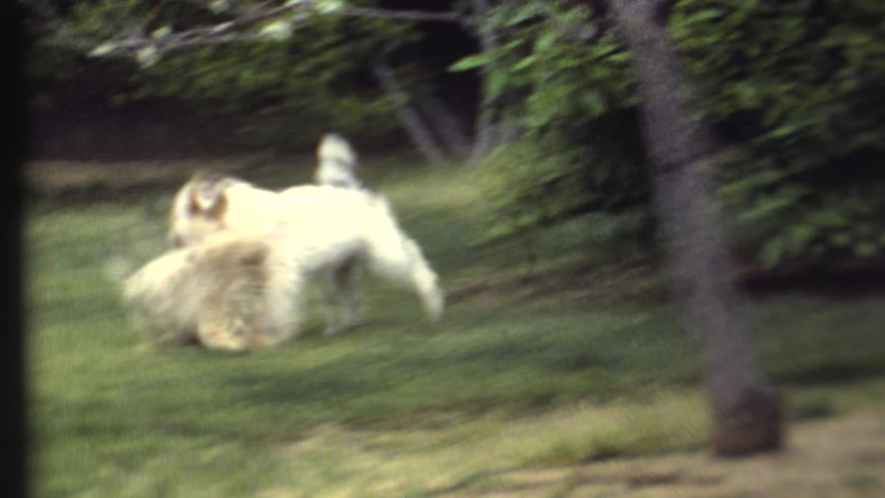 Two shaggy dogs run or wrestle across grass with strong motion blur.