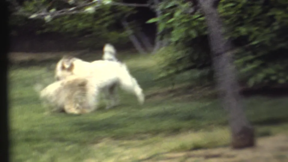 The dogs blur together while moving across a green lawn, with trees and shrubs behind them in the 1972 home-movie scene.