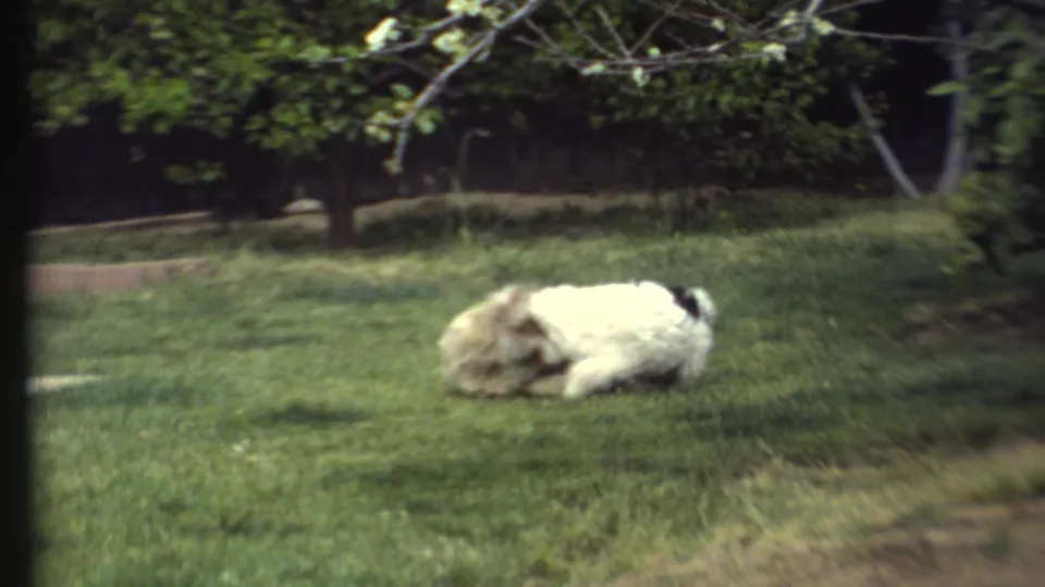 Two shaggy dogs wrestle close to the lawn, framed by soft-focus trees and yard foliage in vintage 8mm footage.