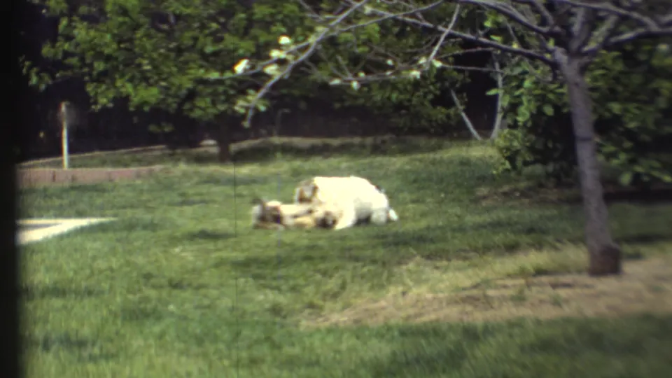 The dogs settle low on the grass near trees and a light path or paved edge, consistent with the 1972 8mm home-movie yard sequence.