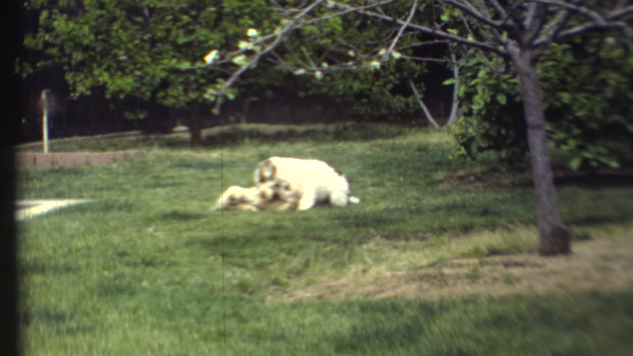 Two dogs wrestle on a green lawn near a tree and concrete path.