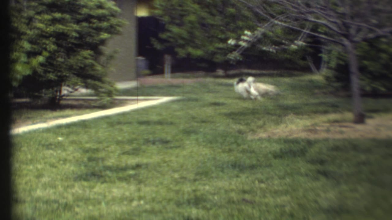 A large white dog runs across the grass near trees and a walkway.