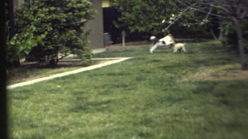 A large white dog and smaller darker dog chase across the lawn in 1972 Grand Canyon, Arizona home-movie footage.