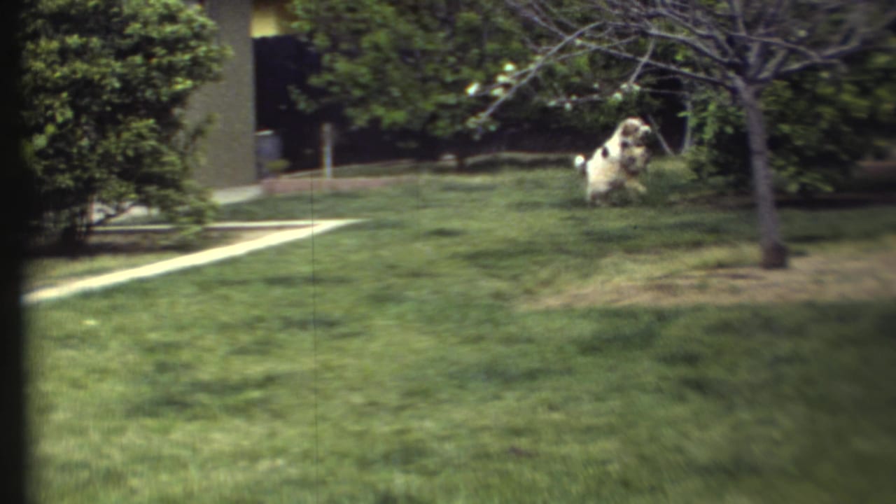 Two fluffy dogs on a green lawn near shrubs, a path, and a small tree.