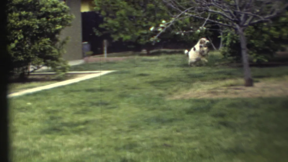 1972 8mm frame of two fluffy dogs in a grassy yard with shrubs, a paved path, and a small tree in the background.