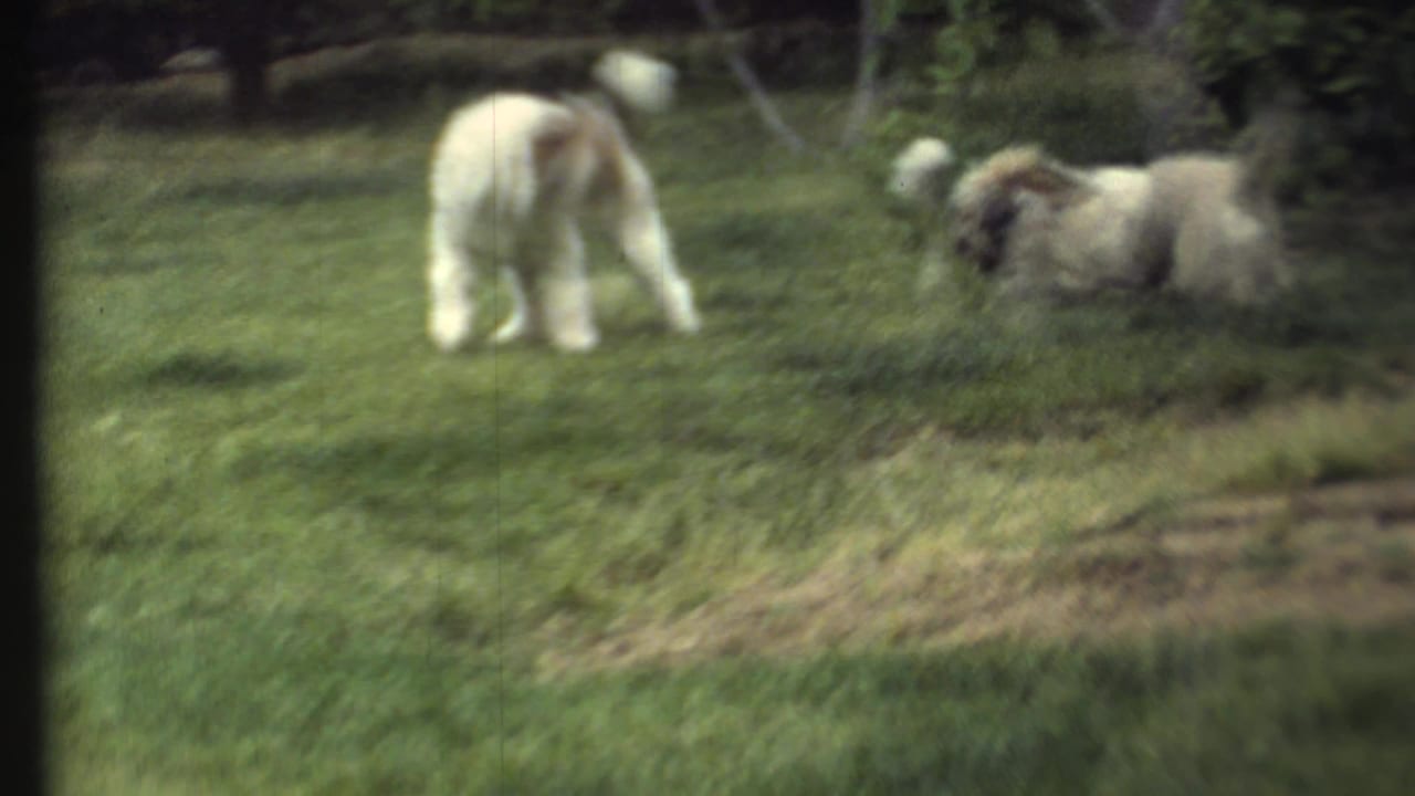 Soft 8mm frame of a white dog and a cream-colored dog close together on a grassy lawn in the 1972 home-movie clip.