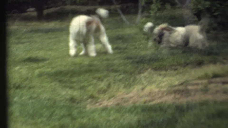Soft 8mm frame of a white dog and a cream-colored dog close together on a grassy lawn in the 1972 home-movie clip.