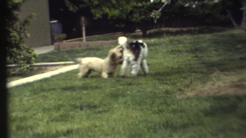 1972 8mm frame showing two fluffy dogs meeting on a residential-style lawn, with a path and shrubs behind them.