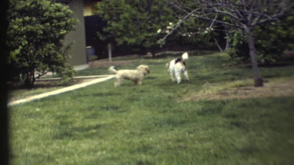 1972 8mm frame of two dogs moving across a green yard in Grand Canyon, Arizona metadata, with shrubs, a path, and a small tree visible.