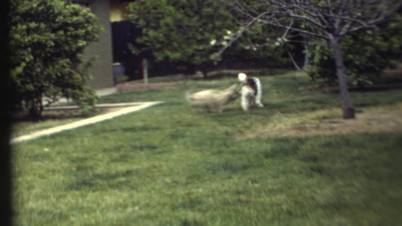 Two fluffy white dogs stand on a green lawn near shrubs and a walkway.