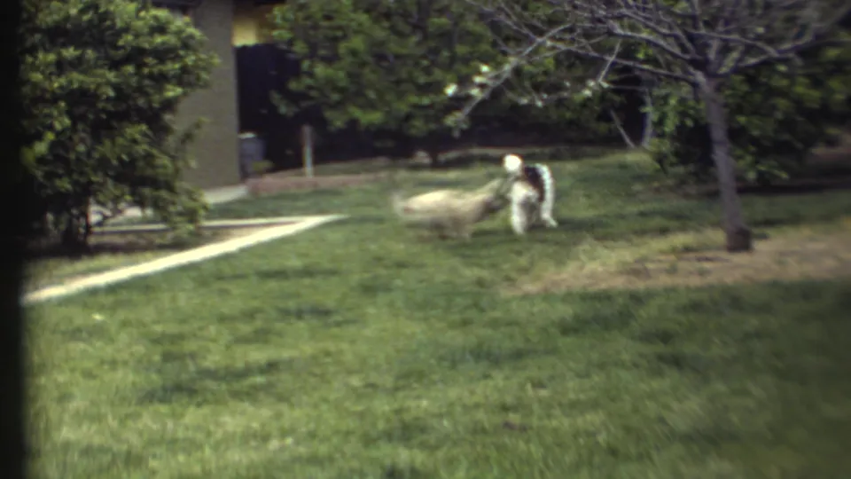 1972 8mm frame of two fluffy white dogs meeting on a green backyard lawn near bushes, a walkway, and a partial house exterior.