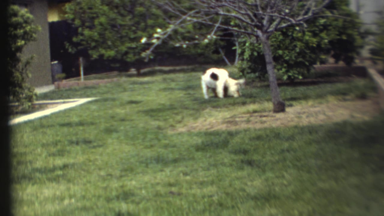 1972 8mm frame showing two white dogs play-fighting on a sunlit backyard lawn with shrubs and a small tree behind them.