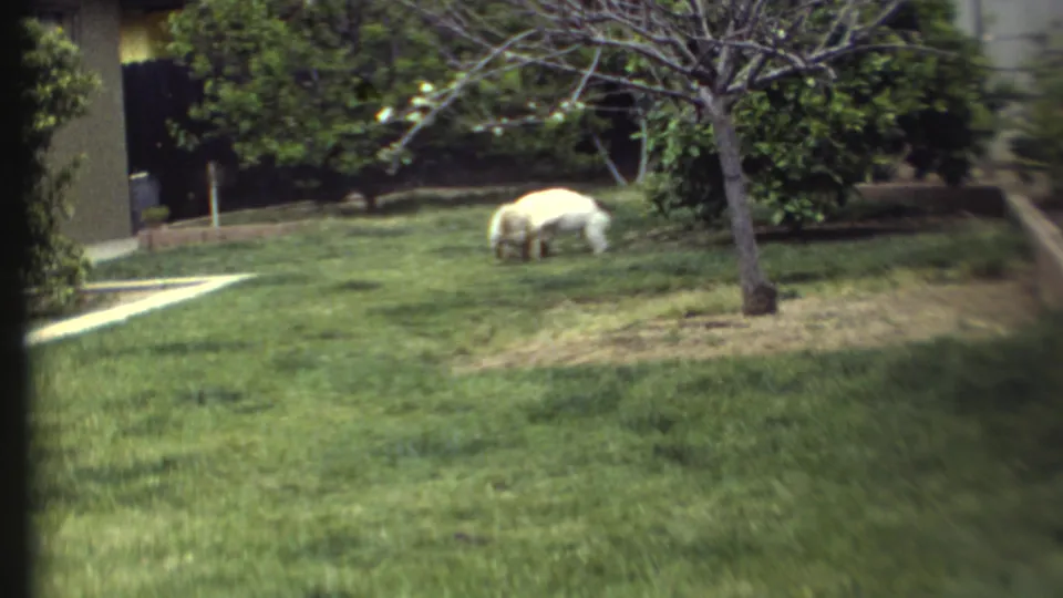 1972 8mm frame of two white dogs crouched and wrestling on the backyard lawn, with shrubs, a walkway, and a tree nearby.
